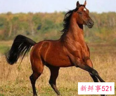 2022年马年财运怎么样