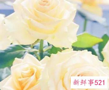 各种花的寓意及花语和象征