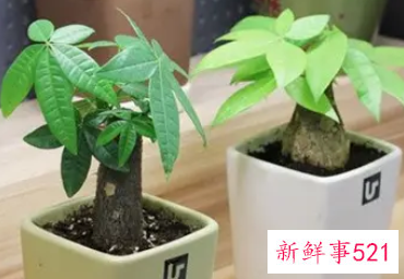 发财树风水知识