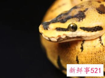 梦见蛇变成鱼是什么意思