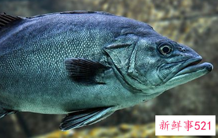 梦见蛇变成鱼是什么意思