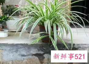 二十种适合室内养花