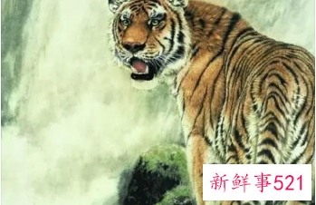 74年属虎吉利数字