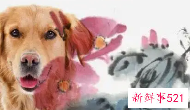 2022年下半年属狗发大财