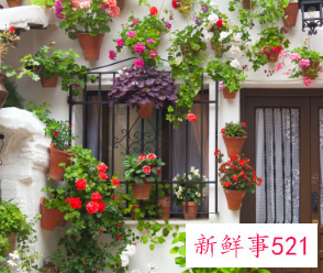 二十种适合室内养花