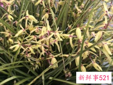 世界上最吉利好运的花鸿运当头花