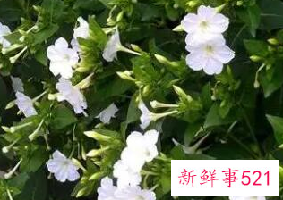 家里最不能养的花