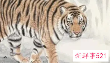 74年属虎吉利数字