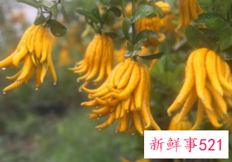 佛手泡茶的功效与作用