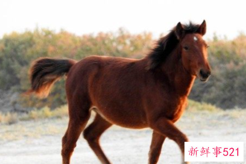 2002年属马的人2022年运程详解