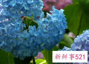 家里最不能养的花