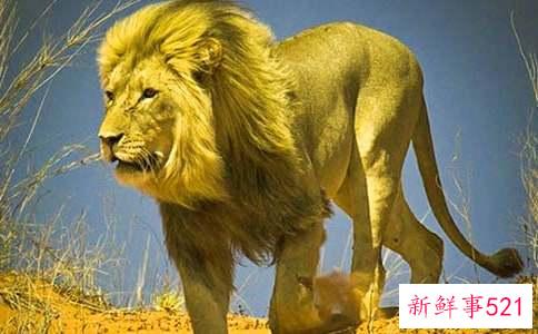 狮子座未雨绸缪的能力强吗