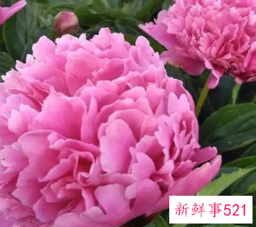 世界上最吉利好运的花鸿运当头花