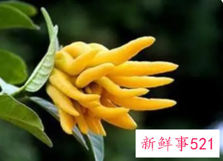 佛手泡茶的功效与作用