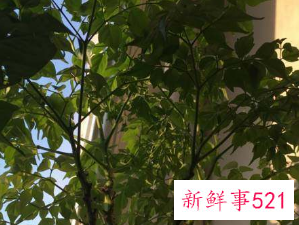 二十种适合室内养花