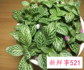 二十种适合室内养花