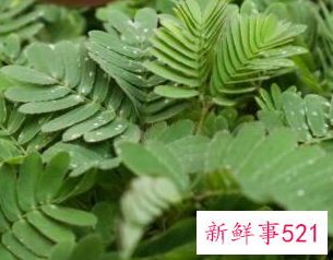 家里最不能养的花