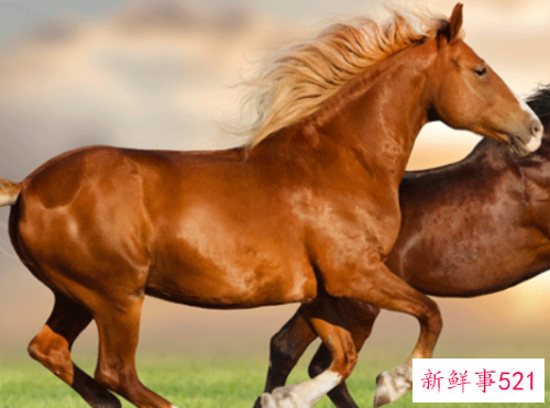 2002年属马的人2022年运程详解