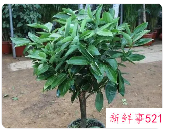 平安树的叶子怎么养绿