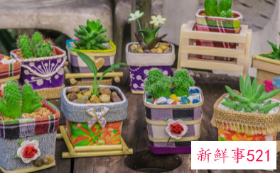 二十种适合室内养花