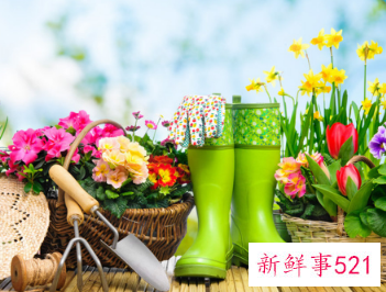 二十种适合室内养花