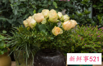 二十种适合室内养花