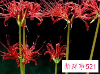 家里最不能养的花