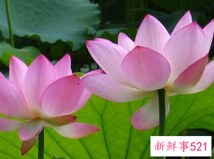 世界上最吉利好运的花鸿运当头花