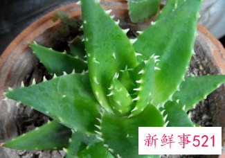 二十种适合室内养花