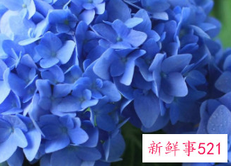 家里最不能养的花