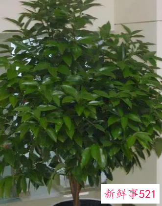 平安树的叶子怎么养绿