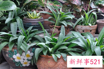 二十种适合室内养花