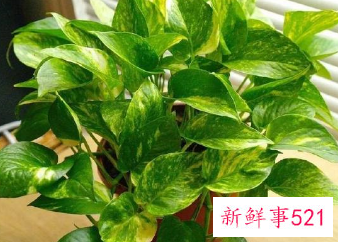 二十种适合室内养花