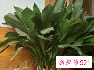 二十种适合室内养花