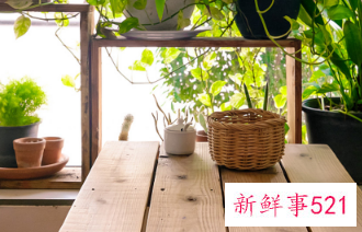 二十种适合室内养花