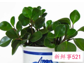 二十种适合室内养花