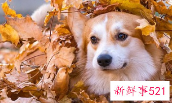 2022年下半年属狗发大财