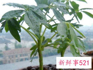 二十种适合室内养花