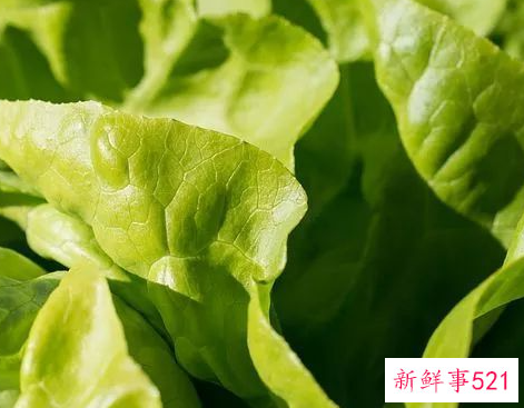 大叶菜的功效与作用禁忌