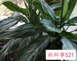 二十种适合室内养花