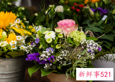 二十种适合室内养花