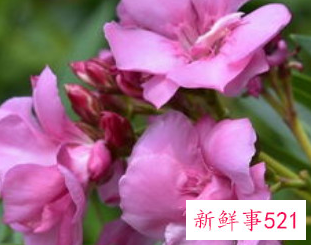 家里最不能养的花