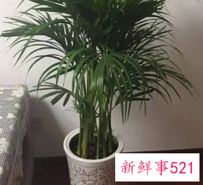 二十种适合室内养花