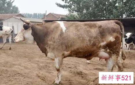 头产母牛产前征兆