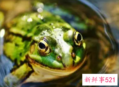 梦见青蛙在水里游是什么意思