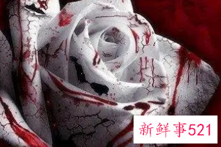 梦到家人惨死流好多血