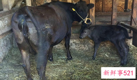 头产母牛产前征兆