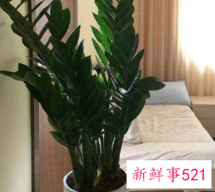 二十种适合室内养花