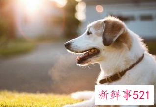 女人梦到狗预示着什么周公解梦