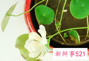 家里最不能养的花